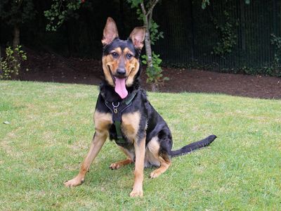 Pumpkin | German Shepherd Dog Cross | Merseyside (Liverpool) - 3
