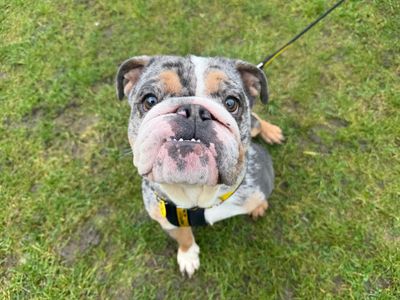 Nora | Bulldog | Glasgow - 2