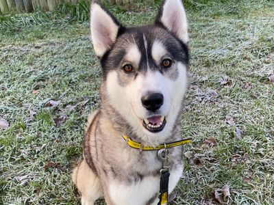 Breeze | Siberian Husky | Snetterton (Norfolk) - 5