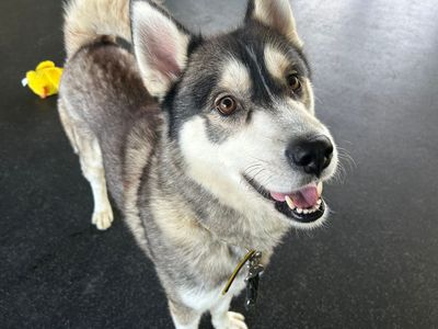 Breeze | Siberian Husky | Snetterton (Norfolk) - 3