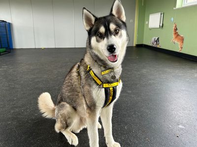 Breeze | Siberian Husky | Snetterton (Norfolk) - 5