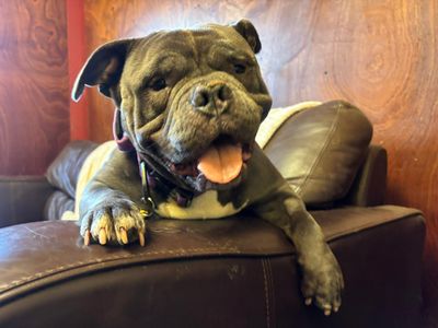 Winter | American Bully Pocket | West Calder (Edinburgh) - 5
