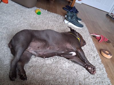 Winter | American Bully Pocket | West Calder (Edinburgh) - 5
