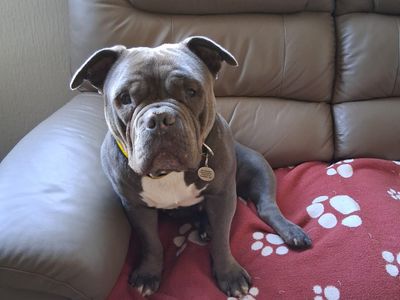 Winter | American Bully Pocket | West Calder (Edinburgh) - 3