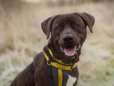 Copper | Retriever (Labrador) Cross | Kenilworth (West Midlands) - 3