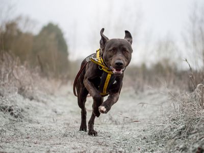 Copper | Retriever (Labrador) Cross | Kenilworth (West Midlands) - 5