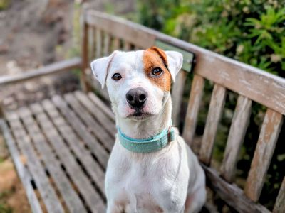 Splott | Terrier (Jack Russell) | Cardiff - 3