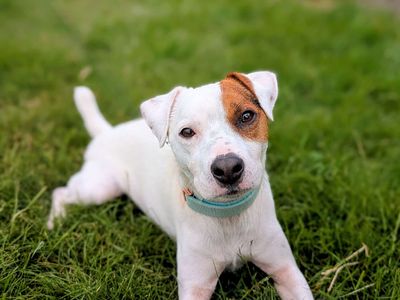 Splott | Terrier (Jack Russell) | Cardiff - 5