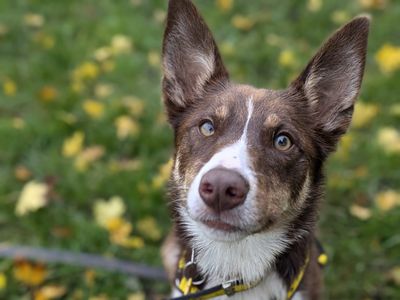 Bunsen | Collie (Border) | Shrewsbury (Shropshire) - 2