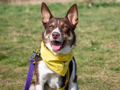 Bunsen | Collie (Border) | Shrewsbury (Shropshire) - 4