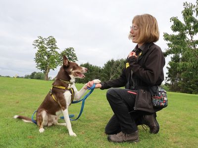 Bunsen | Collie (Border) | Leeds - 3