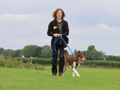 Bunsen | Collie (Border) | Leeds - 5