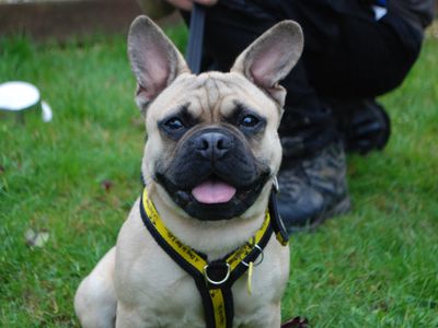 Cosmo | Pug Cross | Newbury (Berkshire) - 3
