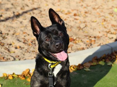 Lulu | Akita Cross | Manchester - 3