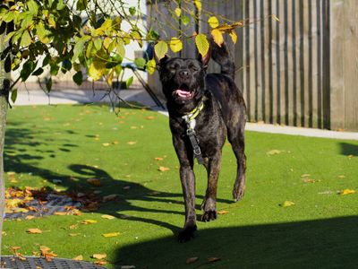 Lulu | Akita Cross | Manchester - 1