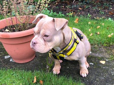 Tiny | American Bully Pocket | Basildon (Essex) - 3