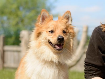 Sparky | German Spitz Cross | Kenilworth (West Midlands) - 3