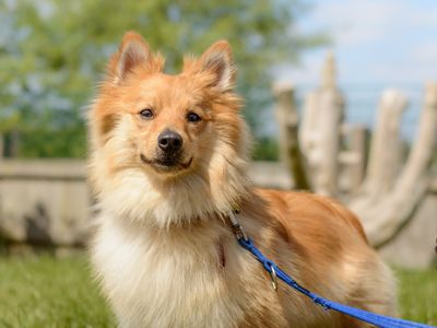 Sparky | German Spitz Cross | Kenilworth (West Midlands) - 3