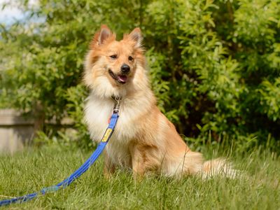 Sparky | German Spitz Cross | Kenilworth (West Midlands) - 2