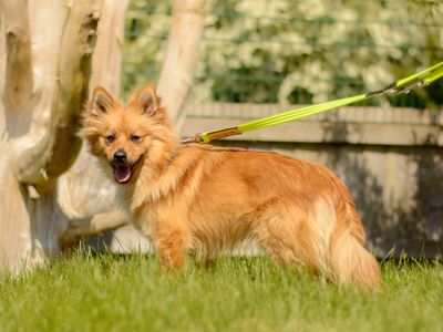 Enzo | German Spitz Cross | Kenilworth (West Midlands) - 3