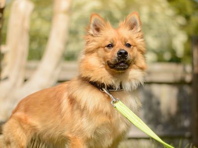 Enzo | German Spitz Cross | Kenilworth (West Midlands) - 5