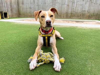 Archie | Terrier (Staffordshire Bull) Cross | Darlington - 5
