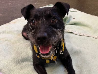Cedrick | Terrier (Patterdale) Cross | Canterbury - 5