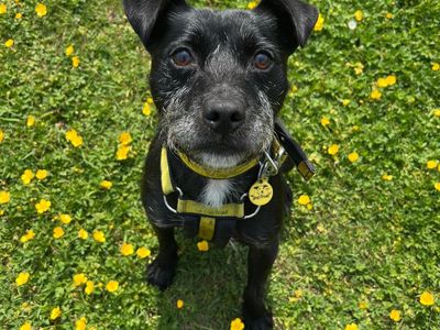Cedrick | Terrier (Patterdale) | Canterbury