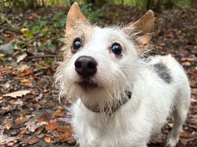 Murphy | Terrier (Jack Russell) | Manchester - 5