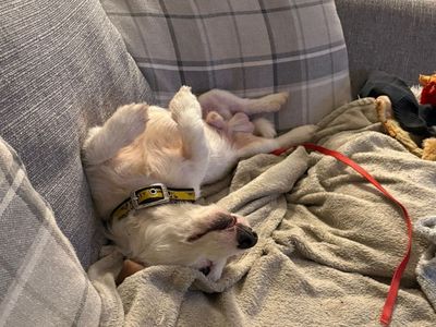 Murphy | Terrier (Jack Russell) | Manchester - 3