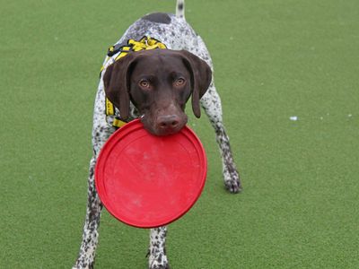 Mater | Pointer (German Shorthaired) | Glasgow - 3