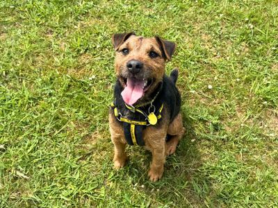 Monty | Terrier (Border) Cross | Salisbury (Wiltshire) - 3