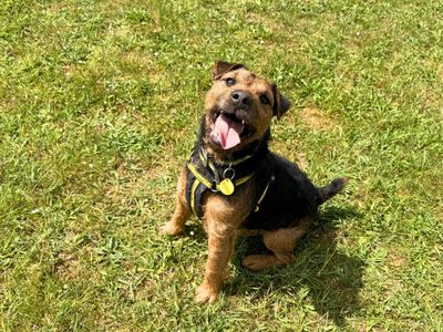 Monty | Terrier (Border) Cross | Salisbury (Wiltshire) - 1