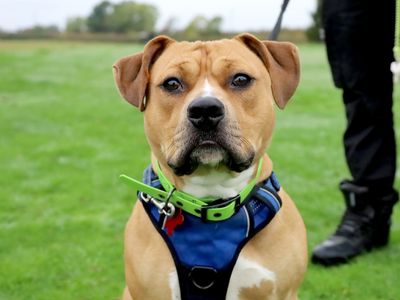 Otis | Terrier (Staffordshire Bull) Cross | Leeds - 3