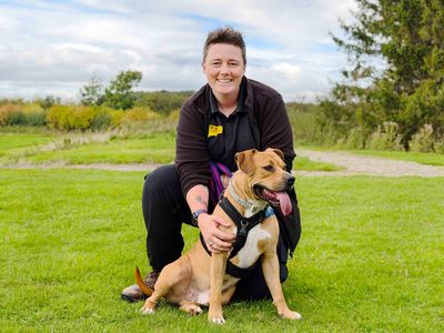 Otis, a 2 years old male Staffordshire Bull Terrier X Mastiff available for adoption from Dogs Trust in West Yorkshire