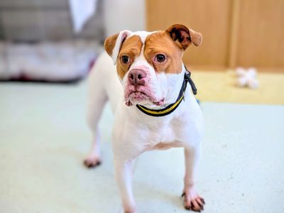 Maggie | Bulldog Cross | Cardiff - 5