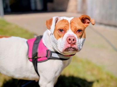 Maggie | Bulldog Cross | Cardiff - 5