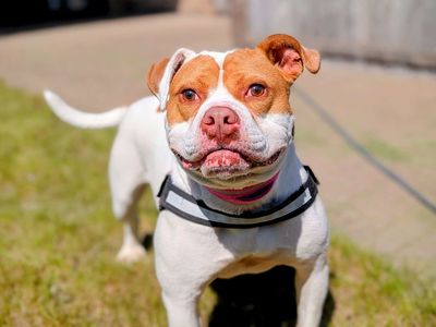 Maggie | Bulldog Cross | Cardiff - 3