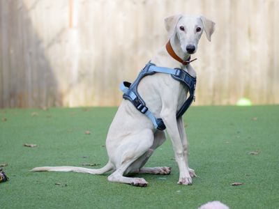 Wilbur | Lurcher | Kenilworth (West Midlands) - 3