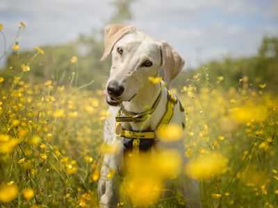 Wilbur | Lurcher | Kenilworth (West Midlands) - 2