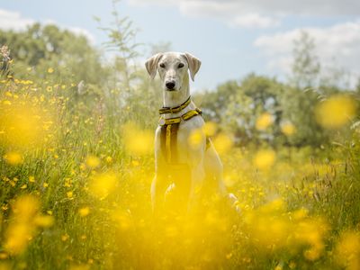 Wilbur | Lurcher | Kenilworth (West Midlands) - 4