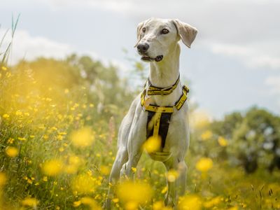 Wilbur | Lurcher | Kenilworth (West Midlands) - 5
