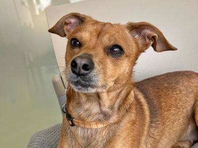 Suzie | Terrier (Jack Russell) | Basildon (Essex) - 3