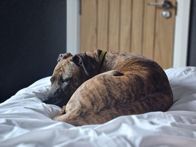 Dolly | Crossbreed | West Calder (Edinburgh) - 4