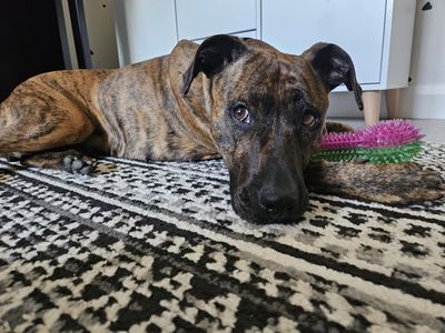 Dolly | Crossbreed | West Calder (Edinburgh) - 2