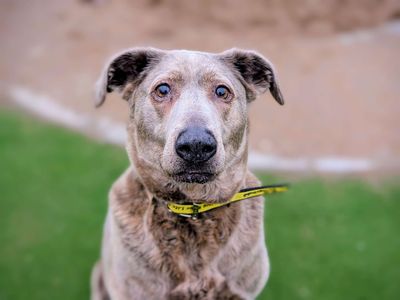 Tilly | Crossbreed | Cardiff - 3