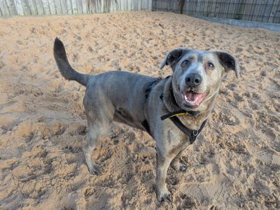 Tilly | Crossbreed | Cardiff - 5