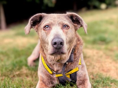 Tilly | Crossbreed | Cardiff - 3