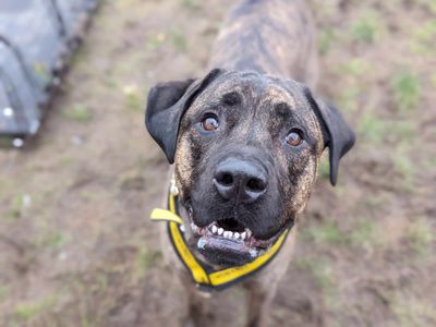 Una | Mastiff Cross | Bridgend (Wales) - 2