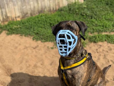 Una | Mastiff Cross | Bridgend (Wales) - 4